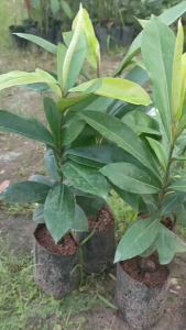 มะริด เพาะเมล็ด แพ๊ค2ต้น380บาท พร้อมปลูก