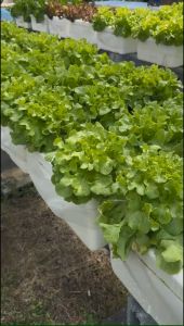 กล่องโฟมเจาะ 6 ช่อง ชุด 4 ใบ กล่องโฟมปลูกผักไฮโดรโปนิกส์ ชุด 4 ใบ เจาะฟรี 6 ช่อง  (กล่องโฟมมือ 1)