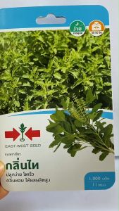 ศรแดง กะเพราเขียว กลิ่นไท จำนวน 1000 เมล็ด/ซอง หมดอายุ  07/06/2570  กะเพรา ลอตใหม่ งอกดี ปลูกง่าย โตเร็ว กลิ่นหอม ผลผลิตสูง ระยะเก็บเกี่ยว 40-50 วัน