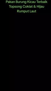 Topsong Pakan Burung Murai Kacer Jalak Cendet