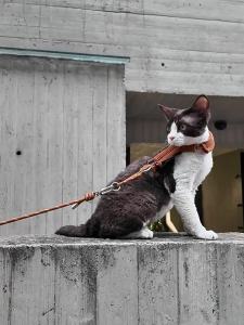 Hidream Corduroy H-Shape Cat Harness Lightweight Escape Proof Walking Set Multi Way Crossbody Waist Leash For Kitten