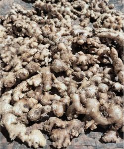 Jahe emprit segar 1 kg murah jahe emprit super pedas