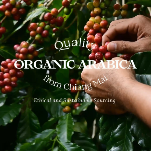 กาแฟออร์แกนิค ม่อนดอยหลวง - กาแฟแคปซูล ใช้ได้กับเครื่องชง Nespresso (10 แคปซูล)