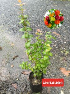 ต้นมะยมแดง(เพาะเมล็ด)กดสั่งขั้นต่ำ2ต้นขึ้นไป