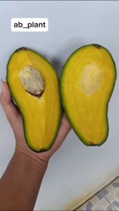 Bibit Alpukat SWY 02 Hasil Okulasi Super King