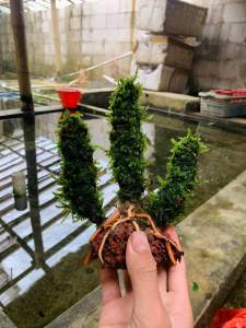 pohon cemara aquascape