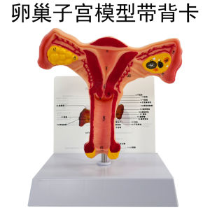 Female Internal Reproductive Anatomy Model Uterus and Ovary Model Reproductive Structure Model Family Planning Gynecological Model