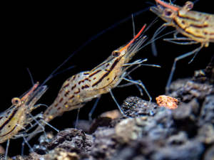 Red Nose Prawn//Ornamental fish/Freshwater/Readystock