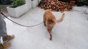 Dây dắt Chó Mèo kiêm vòng cổ Taotaopets (mẫu mới) - Hara Pet Store