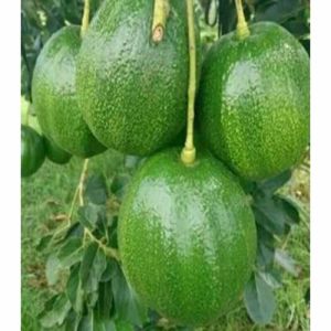 BELI 5 BONUS 1 BIBIT !! Bibit Alpukat Aligator Miki Markus Yellow Vietnam Red Vietnam Subang Kelud Okulasi