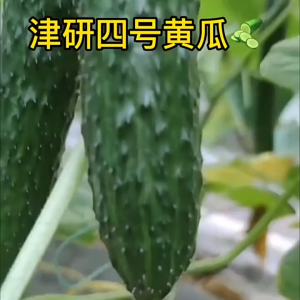 High Yield Long Cucumber Seeds (50 Seeds) Green Cucumber Seeds for Planting Vegetables Organic -A701