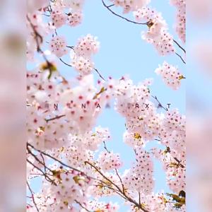 LAIKOU Sakura Peeling Gel 60g Gentle Facial Exfoliator Clear Texture Clean Pores Smooth Skin Daily Skin Care