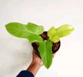 tanaman hias philodendron violin Golden  bipenifolium/ violin yellow / vilolin varigata / tanaman bunga cantik / tanaman indoor dan outdoor. 