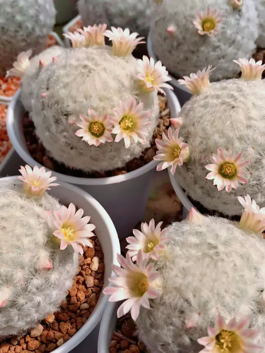 ต้นแมมขนนกญี่ปุ่น ดอกสีชมพูมีกลิ่นหอม