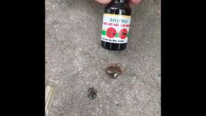 Thuốc diệt kiến gián sinh học BioPro Chai 10ml Dạng nhỏ giọt đậm đặc Giúp diệt sạch kiến gián tận gốc