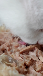 💥พรีเมี่ยมเมนู💥 ทูน่าขาวล้วนในเจลลี่ 185g ชุด 20 48 กระป๋อง อาหารแมวเปียก กระป๋องเปลือย