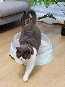 🦴B.T.🦴 กระบะทราย รุ่นขอบสูง ดักทราย แถมฟรี กระบะทราย ทรงกลม แมว ราคาถูก