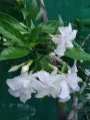 Scented Pandakaki,, stable. 