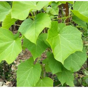 Daun Jarak segar asli 50 gram