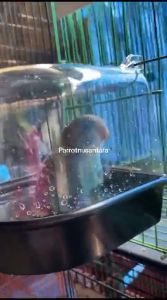 TEMPAT WADAH MANDI BURUNG LOVEBIRD PLECI MURAI PARKIT ORIGINAL