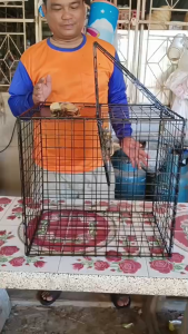 กรงดักนก รุ่นใหม่ล่าสุด ขนาด กว้าง 35 เชน ยาว 50 เซน สูง 50 เซน ใช้งานได้ผลดีที่สุดแบบตะแกลงเหล็กท้ัง 4 ด้าน ใช้งานง่ายดักนกได้ทีละหลายตัวดักนกได้หลายชนิด ท่านใดเจอปัญหานกมากวนใจ หรือมายึดหลังคาบ้านมาขี้ใส่รถยนต์ใช้กรงนี้ดักไปปล่อยในที่ๆเขาควรอยู่ได้เลย