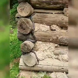 🐍งูจะวิ่งหนีทันทีที่ได้กลิ่น🐍กำมะถันไล่งู ในระยะ 10000 เมตรไม่มีงู ยาไล่งู ผงไล่งู กำมะถัน เครื่องไล่งู ไล่งู ยาไล่งูรอบบ้าน 1เม็ดใช้ได้1ปี ส่วนผสมของพืช ปลอดภัย สารไล่งู กำมะถันผงไล่งู ยากันงู ผงไล่งู snake repellent