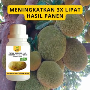 Pupuk Cempedak Cepat Berbuah / Pupuk Pelebat Buah Cempedak / Pupuk Booster Cempedak Cair