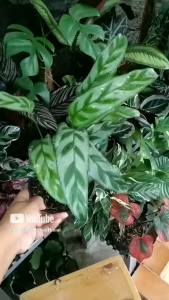 tanaman hias daun Calathea bachemiana