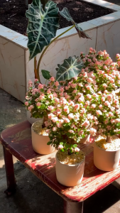 Chậu Trồng Cây Cảnh Gốm Sứ Hình Trụ Cao Để Bàn Thiết Kế Đơn Giản Phù Hợp Trang Trí Mọi Không Gian