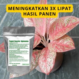 Pupuk Booster Aglonema Pelebat Organik Cepat Berbuah Lebat Besar Anti Rontok Pembesar Aglonema