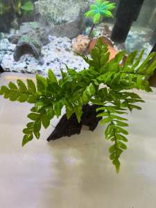 ต้นไม้น้ำใส่ตู้ปลา  เฟิร์นก้านดำ พันขอน ใช้แล้วน้ำไม่เปลี่ยนสี เลี้ยงง่ายสีเขียวสด