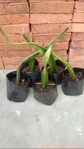 Bibit Tanaman Buah Naga Merah Super Jumbo Manis