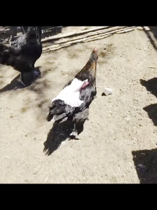 กางเกงป้องกันไก่ เสื้อกั๊กเป็ดสําหรับสัตว์เลี้ยงไก่เป็ดเป็ด ป้องกันไก่ไม่ให้หลุดขนและบาดเจ็บ