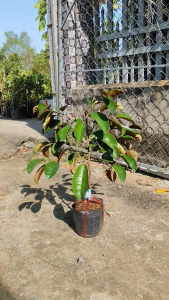 Cây Giống Vú Sữa Mica Tím - Trái Không Mũ Ăn Cả Vỏ -  Chuẩn Giống Nhanh Cho Trái - Cây Giống Vân Anh