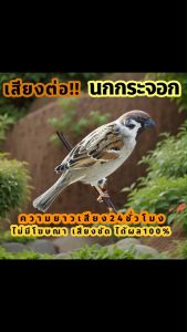 เสียงนกกระจอก เสียงต่อนกกระจอก เสียงล่อนกกระจอก ต่อเข้าเร็ว USBแฟลชไดร์ฟเสียงต่อนกกระจอก เสียงดี ชัด100% ไม่มีโฆษณาแทรก (MP3 เสียงต่อสัตว์)