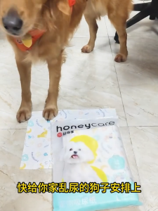 Honeycare 30-60pcs Super Absorbent Paper | Pet Pee Pad | Pet Urine Paper | Pet Wipes  Biodegradable material Camellia fragrance/super absorbent pee pad