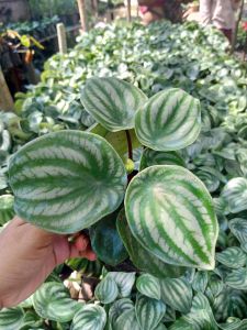 Watermelon plant with free fertilizer