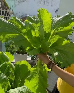 Hạt giống cải bẹ xanh mỡ | Tỷ lệ nảy mầm cao