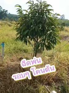 4Tree 4Soil Plus โฟร์ทรี โฟร์ซอย พลัส สารเพิ่มประสิทธิภาพดิน ปรับสภาพดิน สูตรใหม่เข้มข้นกว่าเดิม ชนิดผง ของแท้ 100%