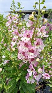 Forget Me Not"Big Bicolor Pink" กระถางใหญ่ 11 นิ้ว ต้นสวยและแข็งแรง (กทม)