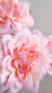 Bunga Rose Jepang Keriting Jumbo X5/Bunga Mawar Gerigi/Bunga Artificial Buket (KN-202)
