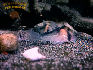 Corydoras  duplicareus | Live animal