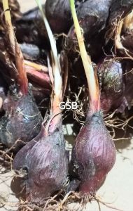 Bawang dayak bawang hutan segar 1 kg