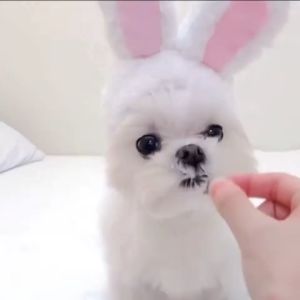 Pet Headgear Funny Rabbit Cat Cute for Pets Cats Dogs Plush Toys