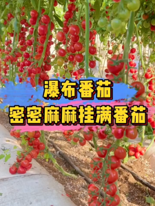 Benih Tomato Ceri Merah(35 Seeds)/樱桃红番茄籽/Ruby Cherry Tomato Seeds