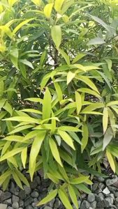 Tali Jam Kulit Sapi Asli Crazy Horse Warna Coksu Garansi 1 Tahun