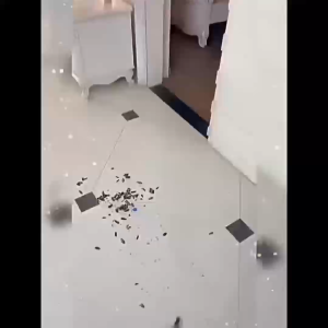 One can infect hundreds powder cockroach killing bait roach killer pesticide cockroach killer bait