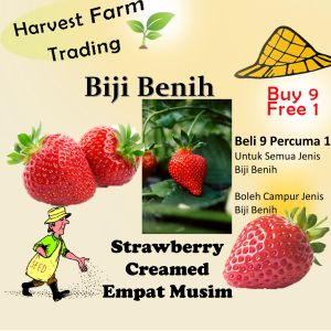 300Pcs +- strawberry Seeds Fresh Strawberry Fruit Seed Biji Benih Strawberi Fruit Benih Empat Musim