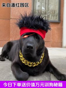 Gold Necklace Dog Collar Cat Photo Prop Realistic Gold Leash Simulation Gold Chain for Pet Dogs And Cats Decorative Accessories