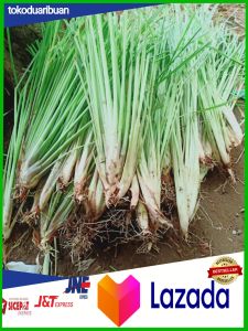 PROMO 10 Bibit Tanaman herbal serai dapur/ sereh dapur / bibit tanaman herbal sereh / Pohon herbal Serai Hijau Bumbu Dapur Rempah Penyedap Masakan